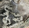 Petrified Palmwood (Palmoxylon) Slab - California #60580-1